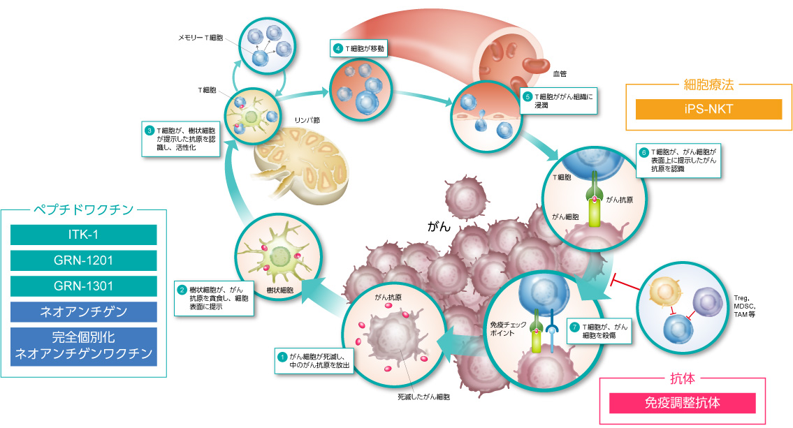 immunity-cycle